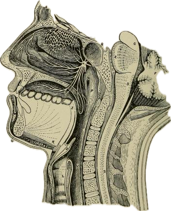 Medical SLT Services